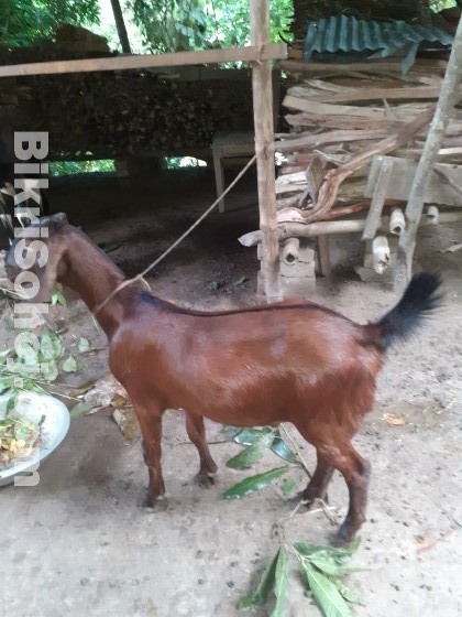 কোরবানির জন্য একটি  খাসি বিক্রয় হবে